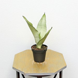 LIVE 4 inch pot Sansevieria Moonshine, Snake Plant, Birthday gift, Halloween gift for her, Office plant, Rare houseplant, New teacher gift