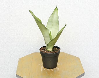 May include: A potted snake plant with long, pointed, light green leaves with dark green stripes. The plant is in a black plastic pot and is sitting on a light brown wooden table.