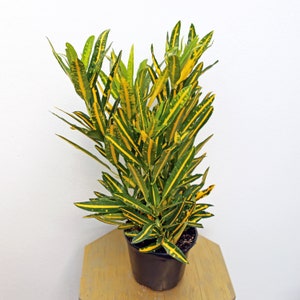 LIVE 6 inch pot Croton Sunny Star, Large plant, Housewarming gift, Birthday gift, Indoor potted plant, Tropical houseplant, Office gift
