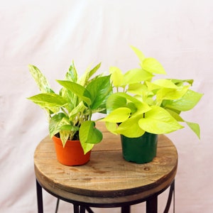 LIVE Combo 4 inch pots Marble Queen Pothos & Neon Pothos, Gardening gift, Plant lover gift, Plant mom dad gift, Indoor houseplant in pot