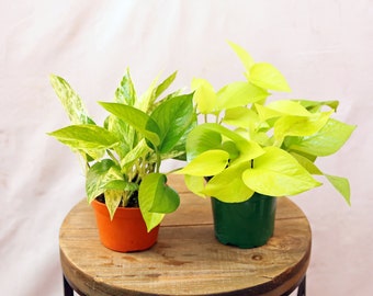 LIVE Combo 4 inch pots Marble Queen Pothos & Neon Pothos, Gardening gift, Plant lover gift, Plant mom dad gift, Indoor houseplant in pot