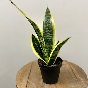 LIVE 4 inch pot Sansevieria Superba Snake Plant, Mother&#39;s day gift, Gramndma birthday gift, Teacher gift Christmas, Housewarming gift