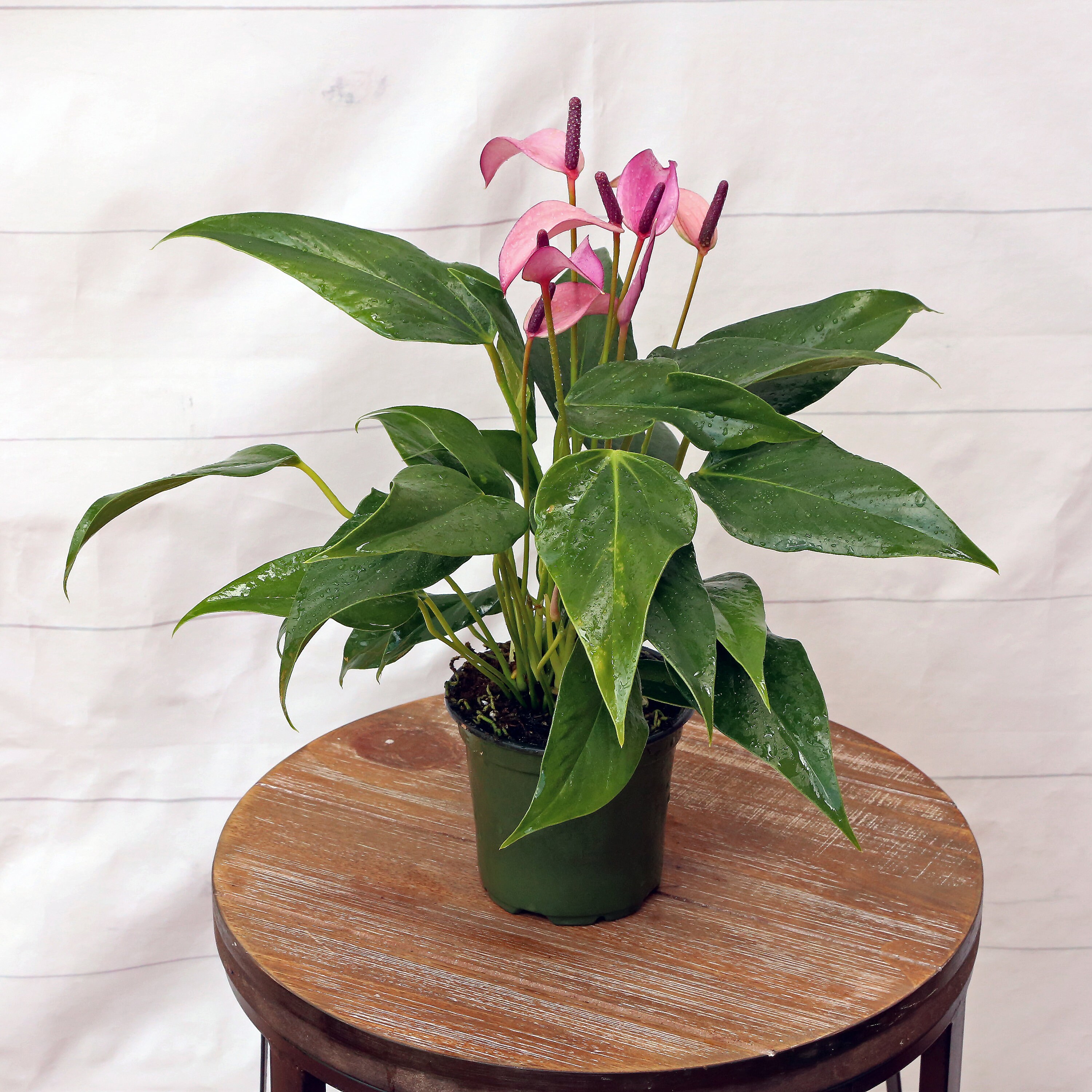 LIVE Anthurium in 4 growers pot blooming flowering Etsy
