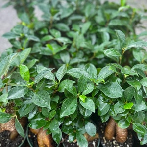 8 PACK LIVE 4 inch pot Ficus Bonsai plant, Funny Christmas gift, Plant lover gift, Office gift, Gardening gift, Business bundle