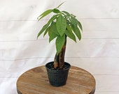LIVE Money Tree Pachira Aquatica Good Luck tree Bonsai in 4 quot growers pot