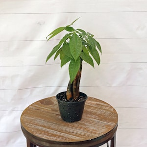 LIVE 4 inch pot Money Tree Pachira Aquatica Good Luck tree Bonsai, Housewarming gift, Thank you gift, Mom Christmas gift, Father's day gift