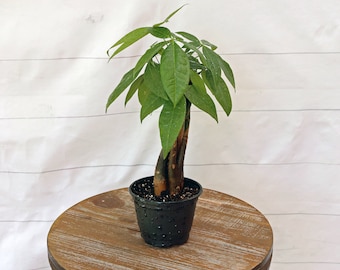 LIVE 4 inch pot Money Tree Pachira Aquatica Good Luck tree Bonsai, Housewarming gift, Thank you gift, Mom Christmas gift, Father's day gift