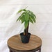 LIVE Money Tree Pachira Aquatica Good Luck tree Bonsai in 4' growers pot 