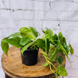 May include: A potted green plant with heart-shaped leaves, sitting on a wooden table with a metal base.