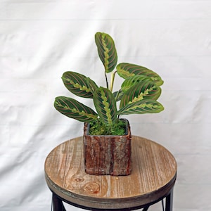 May include: A potted prayer plant with green leaves and red veins sits on a small, round wooden table. The plant is in a square pot with a bark-like texture. The table has a natural wood grain finish.