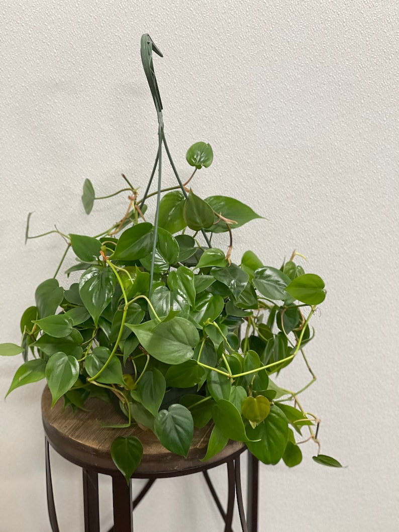 FloridaPlantsGardens Heartleaf Philodendron - Thumbnail 2