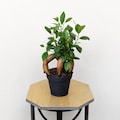 LIVE 4 inch pot Ficus Bonsai plant, Funny new doctor gift, Plant lover gift, Gardening gift, Plant mom dad gift, Mother's day, Office gift