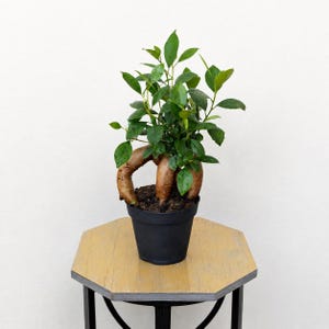 Funny Bonsai - Etsy