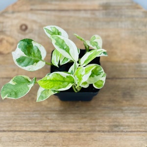 LIVE 3 inch pot Pearls 'n Jade Pothos, Variegated vine plant, Fully rooted indoor plant, Small plant gift for home, Unique table plant