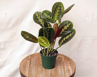 LIVE 4 inch pot Red Maranta prayer plant, Potted vine houseplant, Sympathy gift, Spanish teacher gift, Plant decoration, Best friend gift