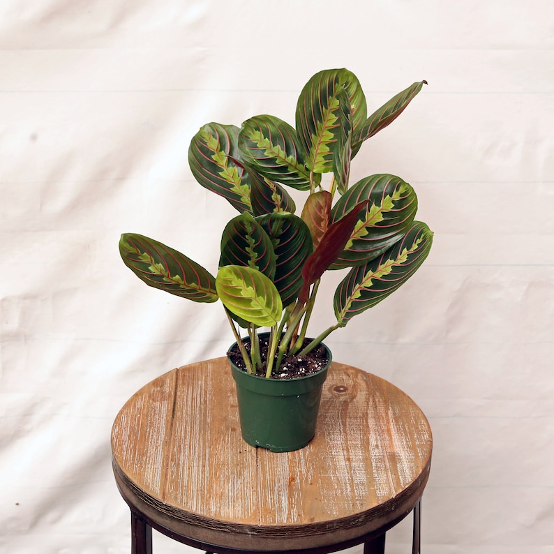 LIVE Red Maranta prayer plant in 4 growers pot evergreen Etsy