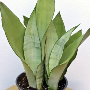 May include: A close-up of a snake plant in a black pot. The plant has long, upright, pale green leaves with darker green edges and subtle patterns. The leaves are arranged in a dense cluster, creating a visually appealing texture.