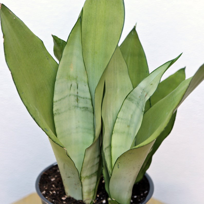 May include: A close-up of a snake plant in a black pot. The plant has long, upright, pale green leaves with darker green edges and subtle patterns. The leaves are arranged in a dense cluster, creating a visually appealing texture.