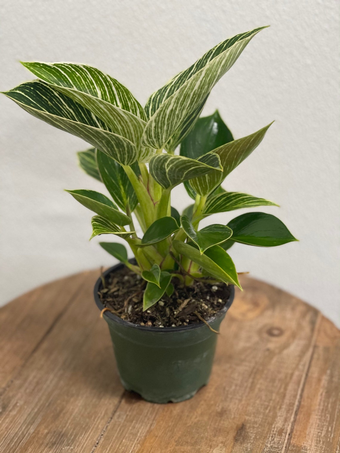 LIVE Philodendron Birkin indoor plant in 4 growers pot Etsy