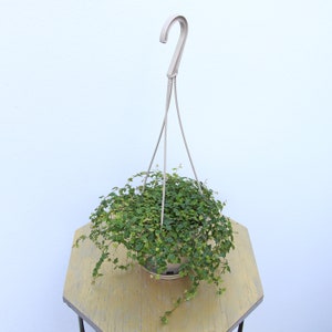 May include: A green leafy plant hanging from a white metal hanger. The plant is in a brown pot and is hanging over a light brown wooden table.