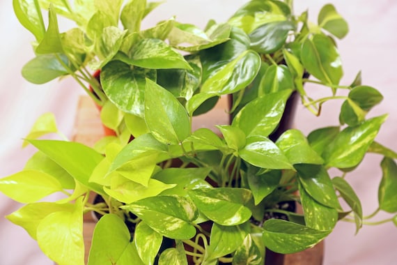 philodendron gloriosum large Philodendron glorious main image 0