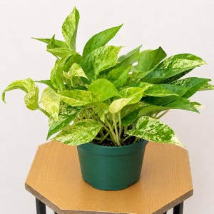 K&ouml;nnte beinhalten: Eine Topfpflanze mit Pothos mit leuchtend gr&uuml;nen und gelb gesprenkelten Bl&auml;ttern. Die Pflanze befindet sich in einem dunkelgr&uuml;nen Plastiktopf auf einem hellbraunen sechseckigen Tisch. Die Bl&auml;tter der Pflanze weisen ein gesprenkeltes Muster auf.