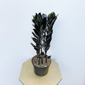 May include: A black ZZ plant with dark green leaves in a black plastic pot. The plant is sitting on a light brown wooden table.