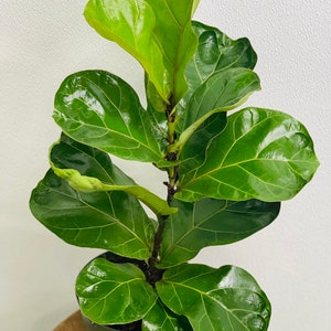 May include: A potted fiddle leaf fig plant with large, green leaves. The plant is in a dark green pot and is sitting on a wooden surface.