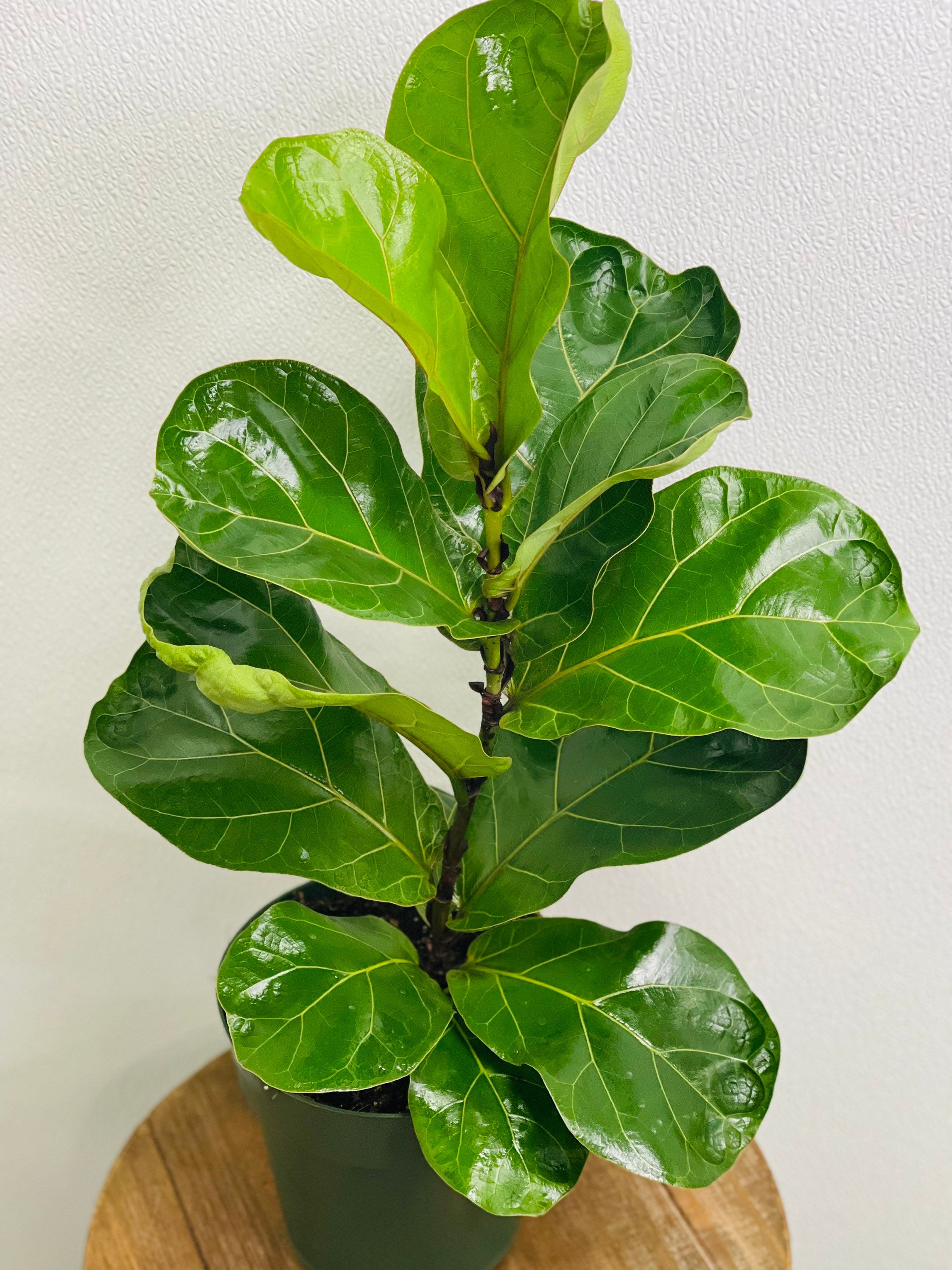 LIVE Ficus Lyrata indoor houseplant evergreen in 6" growers pot