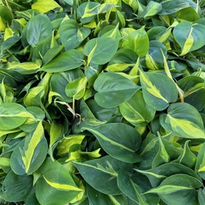 8 PACK LIVE 4 inch pot Brazilian Philodendron Scandens Brazil, Thank you gift, Housewarming couples gift, Coworker gift, Family gift