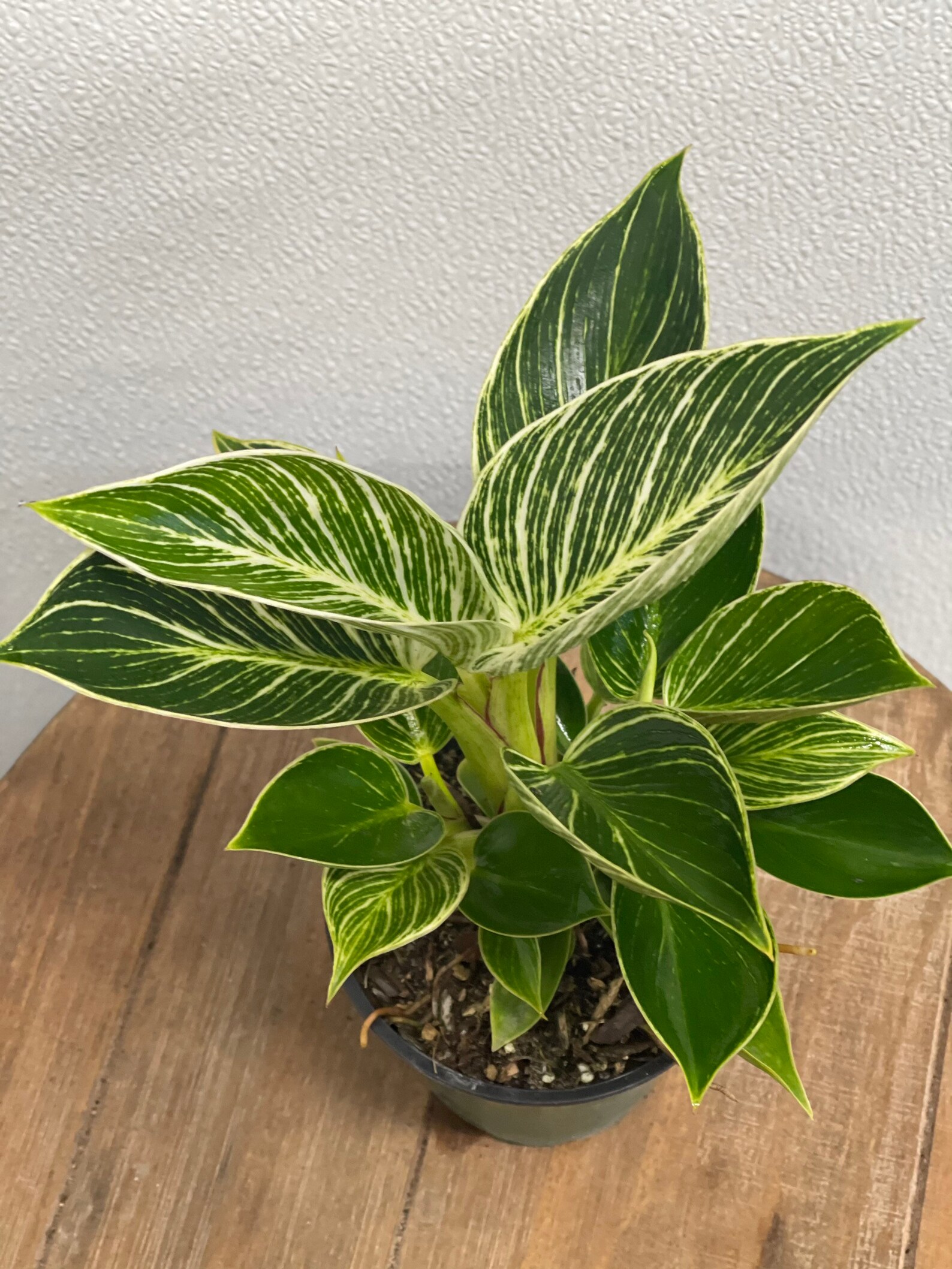 LIVE Philodendron Birkin indoor plant in 4 growers pot Etsy