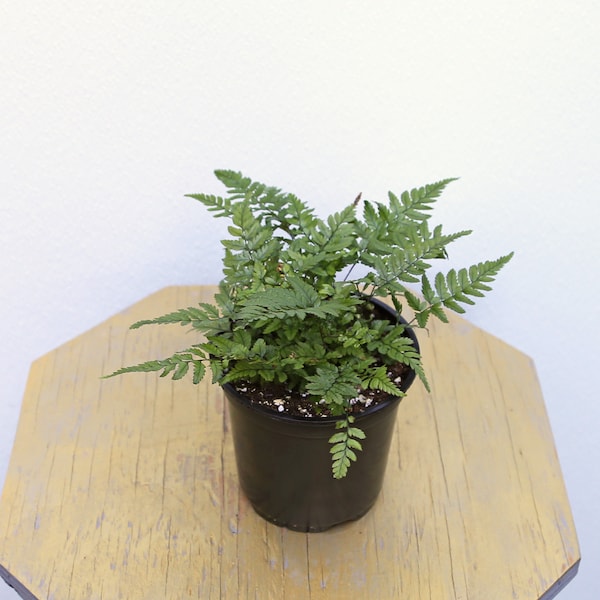 LIVE 4 inch pot Fern Korean Rock, Evergreen house plant, Indoor office plant, Plant mom dad gift, Rare fern plant, Housewarming gift