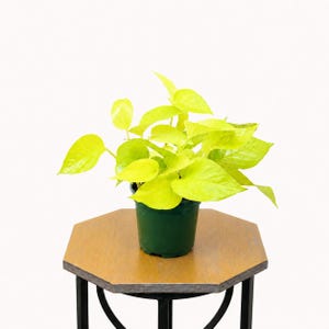 LIVE 4 inch pot Neon Pothos, Indoor trailing plant, Live wall decor, Sympathy gift, Thank you gift for doctor, Fully rooted vine houseplant