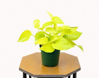 LIVE 4 inch pot Neon Pothos, Indoor trailing plant, Live wall decor, Sympathy gift, Thank you gift for doctor, Fully rooted vine houseplant