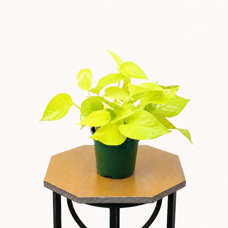 LIVE 4 inch pot Neon Pothos, Indoor trailing plant, Live wall decor, Sympathy gift, Thank you gift for doctor, Fully rooted vine houseplant bild 1