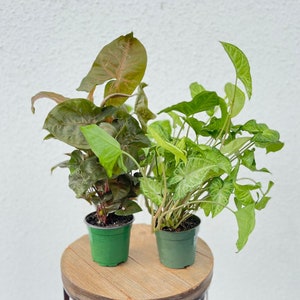 May include: Two potted houseplants, one with green and white variegated leaves and the other with dark green and brown leaves. Both plants are in green plastic pots.