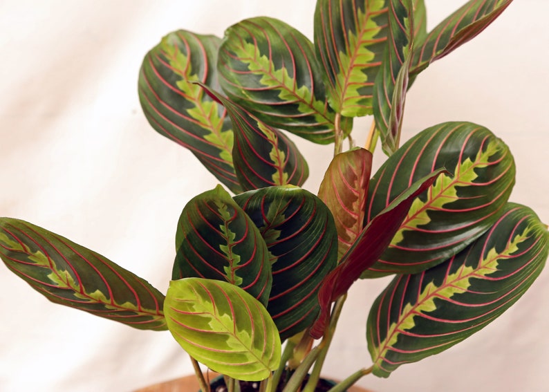 LIVE 4 inch pot Red Maranta prayer plant, Potted vine houseplant, Sympathy gift, Spanish teacher gift, Plant decoration, Best friend gift image 2