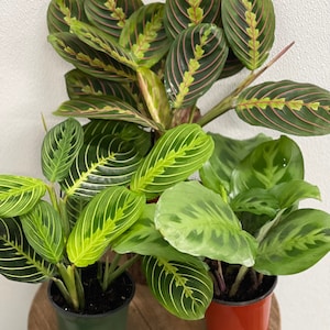 LIVE Combo 4 inch pots Red Maranta, Green Maranta and Lemon Maranta BESTSELLER, Evergreen prayer plant, Sympathy gift, Birthday gift for her