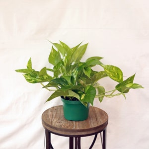 May include: A potted green and yellow variegated plant with long, trailing vines. The plant is in a green plastic pot and is sitting on a wooden stool.