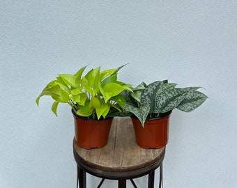 LIVE Combo 6 inch pots Neon Pothos & Scindapsus Exotica, Gardener gift, Potted house plants, Variegated indoor plants, Father birthday gift