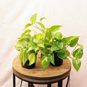 May include: Two potted green and yellow variegated plants with heart-shaped leaves on a wooden table with a metal base.