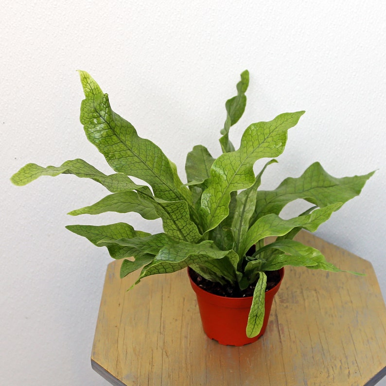 FloridaPlantsGardens Crocodile Fern - Thumbnail 2