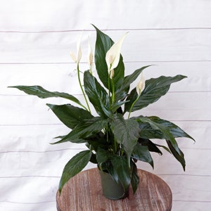 LIVE 4 inch pot Spathiphyllum Peace Lily, Flowering plant, Blooming birthday gift, Christmas gift, Special friend gift, Plant lover gift