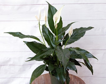 LIVE 4 inch pot Spathiphyllum Peace Lily, Flowering plant, Blooming birthday gift, Christmas gift, Special friend gift, Plant lover gift