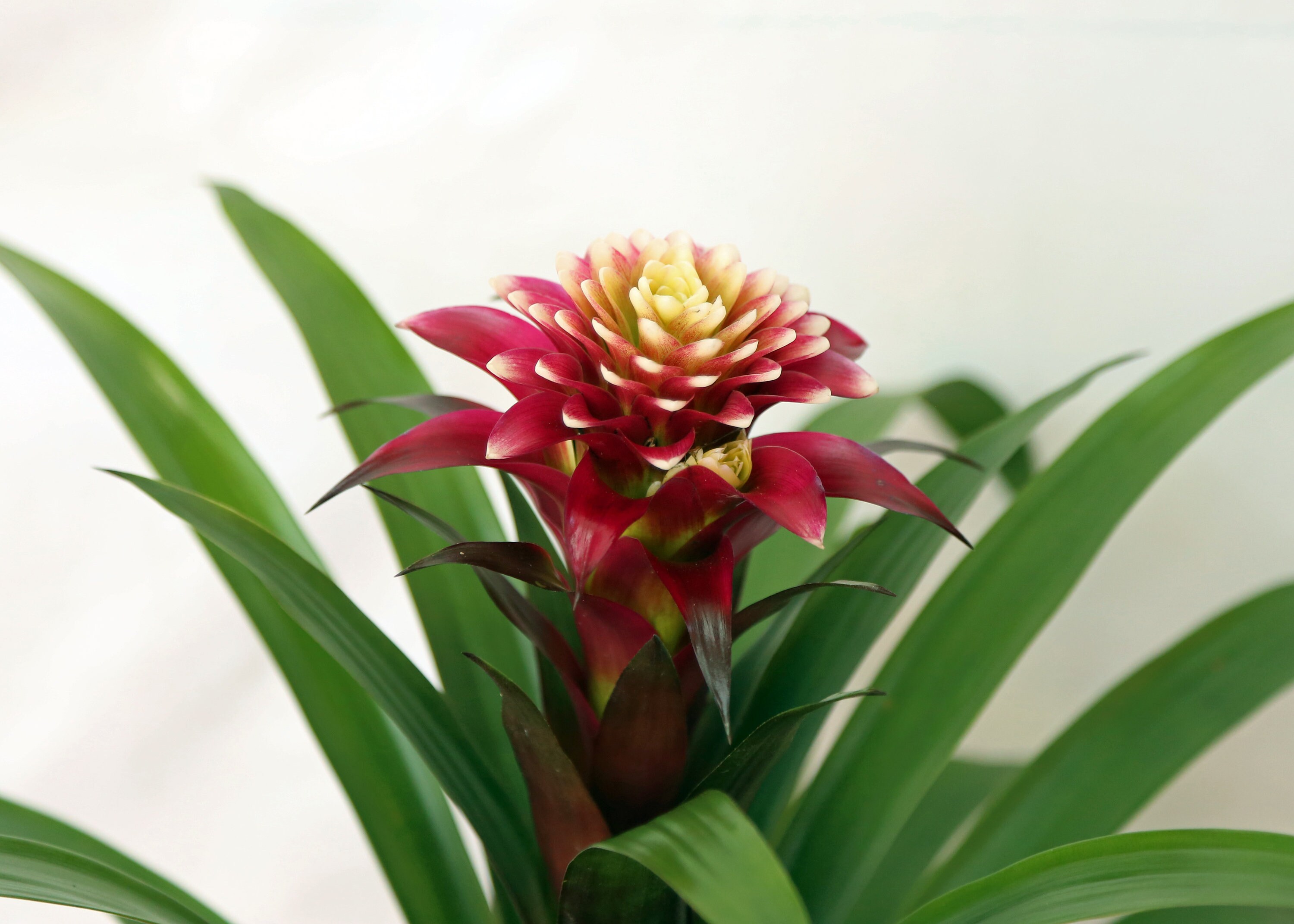 vive-big-bromeliad-guzmania-planta-de-flores-en-maceta-de-etsy