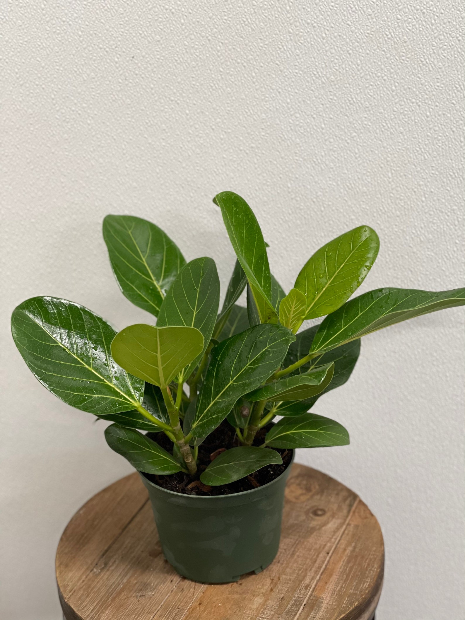 LIVE Ficus Audrey plant evergreen houseplant in 6 Etsy