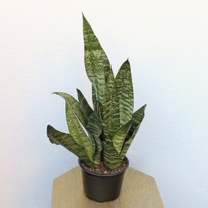 LIVE 6 inch pot Sansevieria Snake Plant Robusta, New doctor Christmas gift, Grandparent gift, Low light office plant, Thank you gift image 4