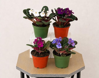 Variegated Buckeye Cranberry Sparkler Violet Starter Plant (ALL