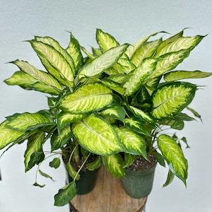 May include: Two potted plants with green and white variegated leaves. The plants are in green pots and are sitting on a wooden surface.