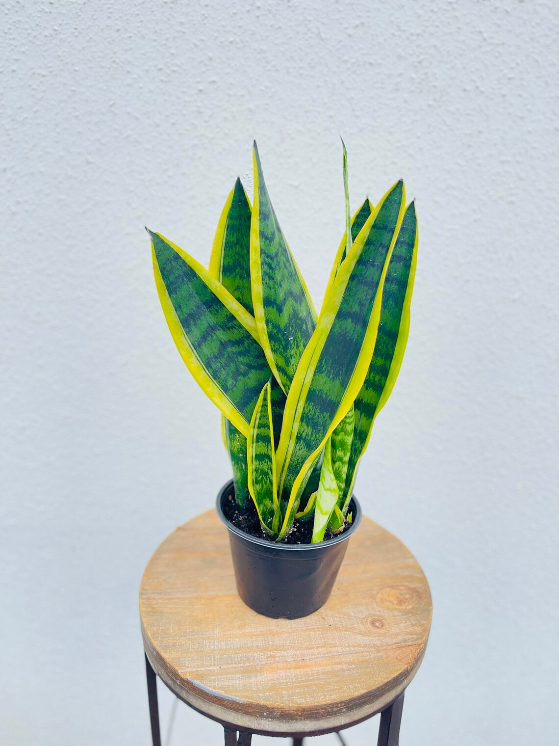 LIVE Sansevieria Snake Plant Zeylanica Robusta Black Coral Etsy